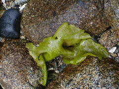 Chondracanthus exasperatus