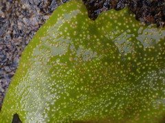 Chondracanthus exasperatus