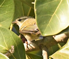 Phylloscopus humei