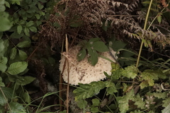 Macrolepiota procera