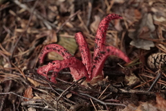 Clathrus archeri
