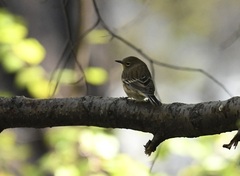 Setophaga coronata auduboni