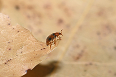 Coccidula scutellata