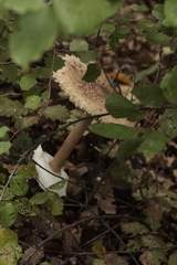 Macrolepiota procera