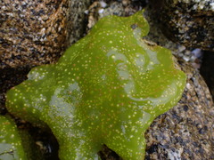 Chondracanthus exasperatus