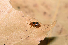 Coccidula scutellata