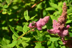 Spiraea douglasii