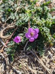 Erodium acaule