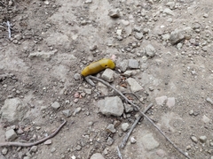 Ariolimax brachyphallus