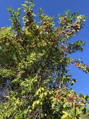 Euonymus