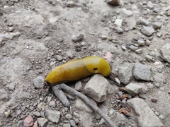 Ariolimax brachyphallus