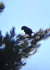 Rhynchopsitta terrisi