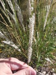 Digitaria californica