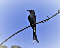 Dicrurus leucophaeus