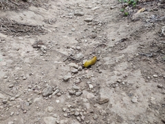 Ariolimax brachyphallus