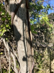 Euonymus