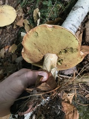 Boletus