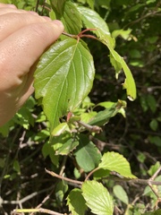 Viburnum