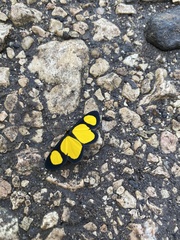 Cyllopoda jatropharia