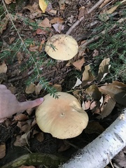 Boletus