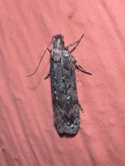 Platyedra subcinerea