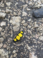 Cyllopoda jatropharia