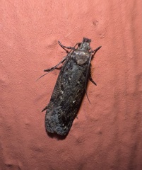 Platyedra subcinerea