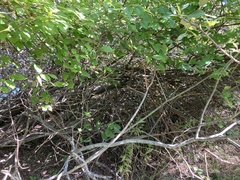 Viburnum