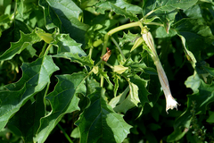 Datura stramonium