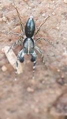 Cyrba ocellata
