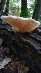 Pleurotus ostreatus