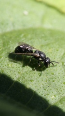 Hylaeus mesillae cressoni