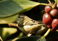 Phylloscopus humei