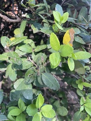 Ilex vomitoria