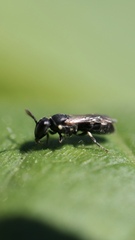 Hylaeus mesillae cressoni