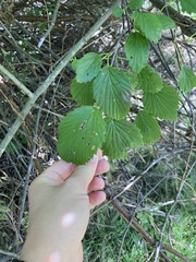 Viburnum