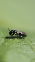 Hylaeus mesillae cressoni