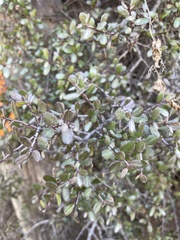 Rhamnus crocea