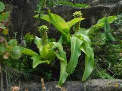 Eucomis montana