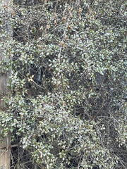 Rhamnus crocea