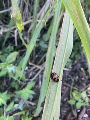 Labidomera suturella