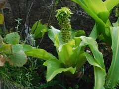 Eucomis montana