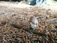 Gomphidius glutinosus