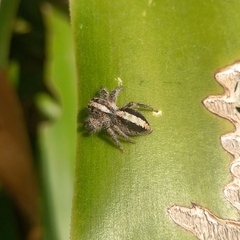 Megafreya sutrix