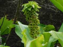 Eucomis montana