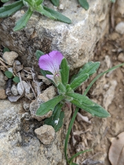 Ajuga iva iva