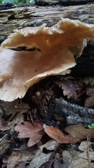 Pleurotus ostreatus