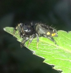 Paraphidippus