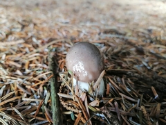 Gomphidius glutinosus