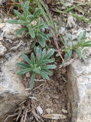 Ajuga iva iva
